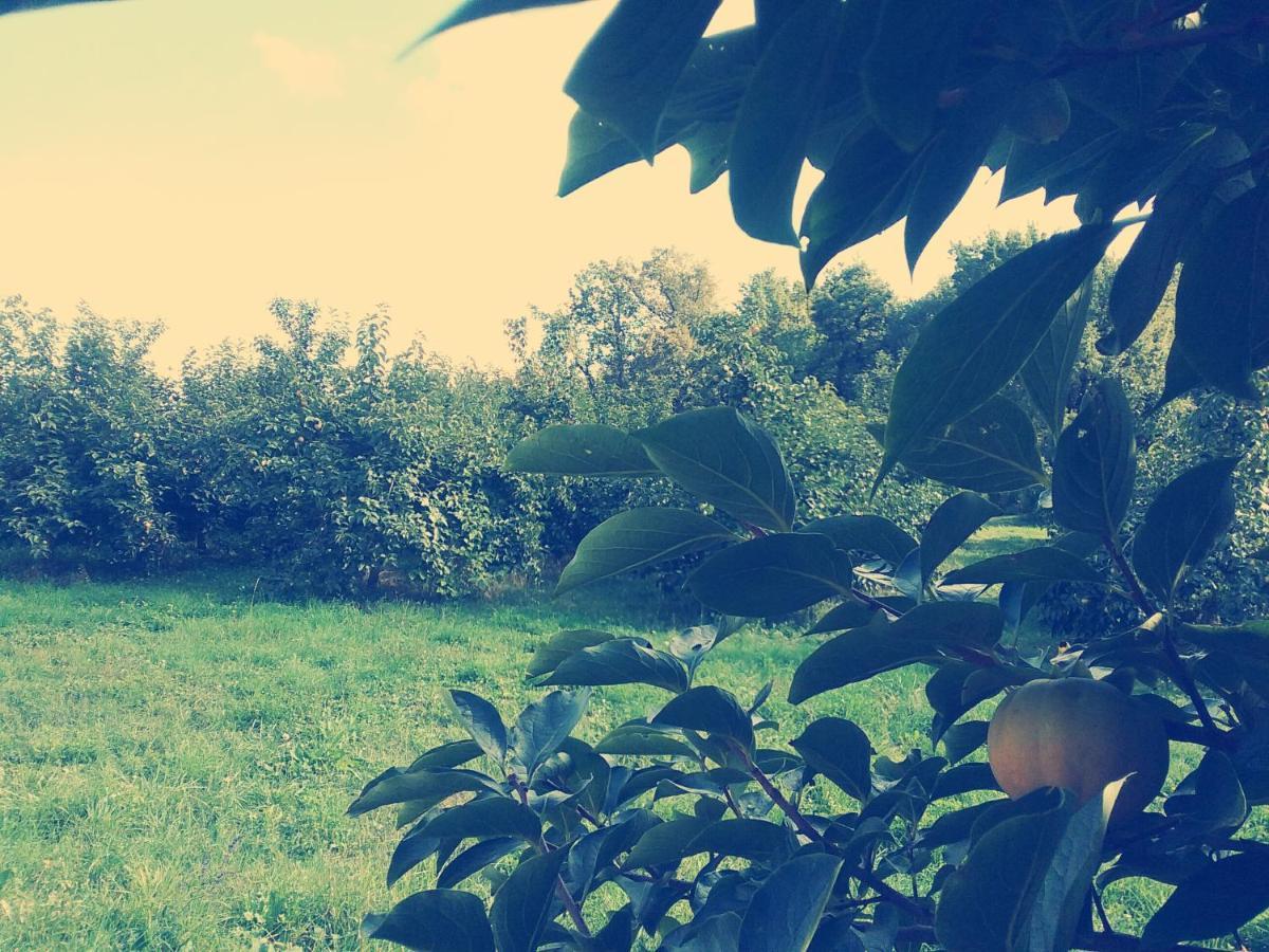 Alpignano Cascina Bucolica B&B المظهر الخارجي الصورة